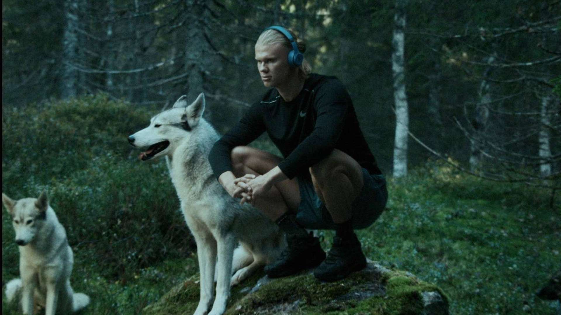 引了众多名 引了众多名